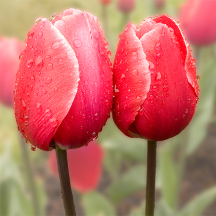 2 Tulips